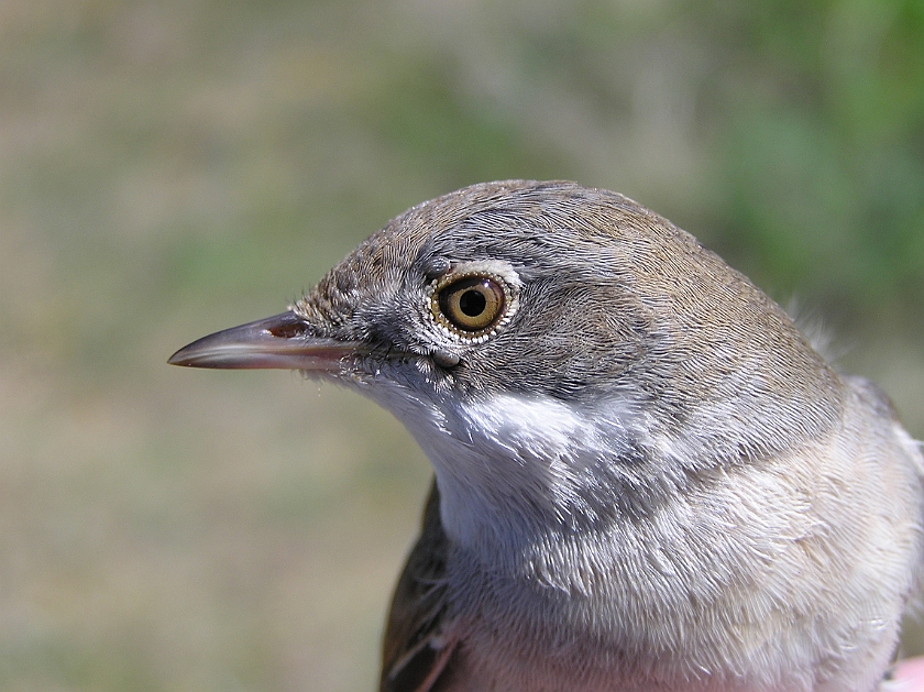 Common Whitethroat, Sundre 20110603